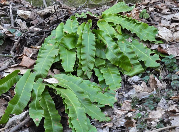 Dans la nature, la fougère Asplenium scolopendrium pousse — Photo