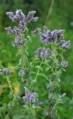Naneli uzun yapraklı (Mentha longifolia) doğada yetişir