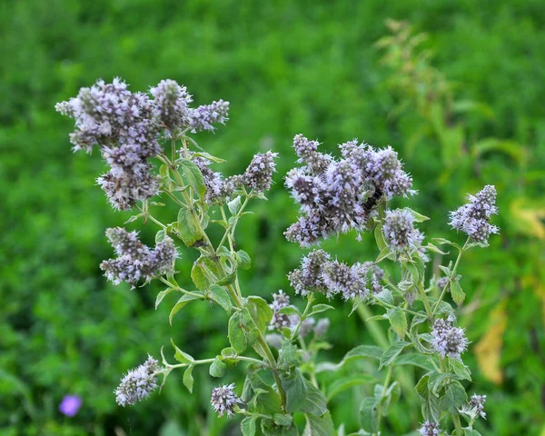 Mint long-leaved (Mentha longifolia) grows in nature — Stock Photo, Image