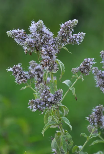 Mint long-leaved (Mentha longifolia) grows in nature — 스톡 사진
