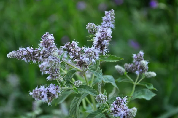 Mint long-leaved (Mentha longifolia) grows in nature — Stock Photo, Image