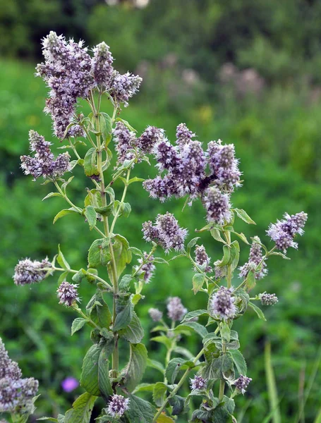 Mint long-leaved (Mentha longifolia) grows in nature