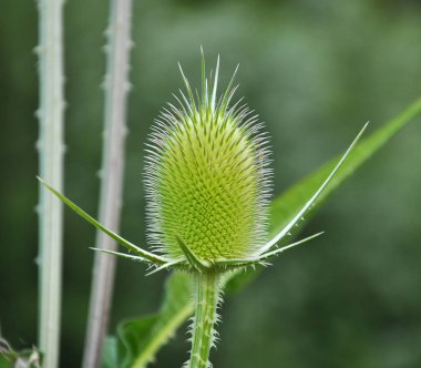 Dipsacus doğada çiçek açar.