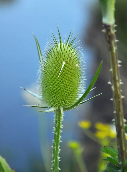 Dipsacus blooms in nature — Stock Photo, Image