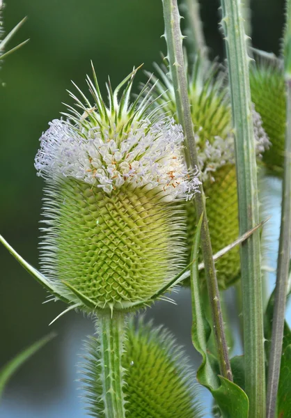 Dipsacus doğada çiçek açar.
