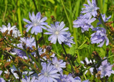 Çiçeği hindiba (Cichorium intybus)