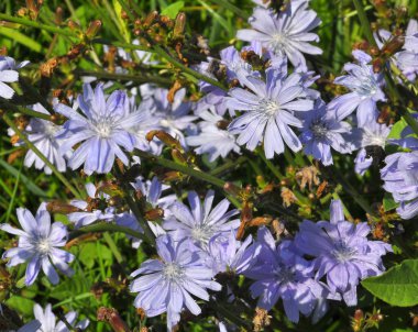 Çiçeği hindiba (Cichorium intybus)