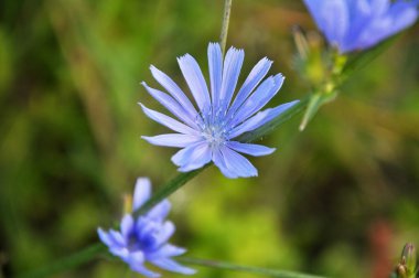 Çiçeği hindiba (Cichorium intybus)