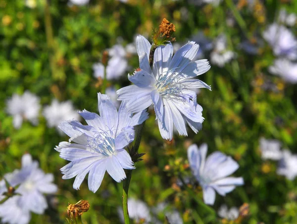 Virág a cikória (Cichorium intybus) — Stock Fotó