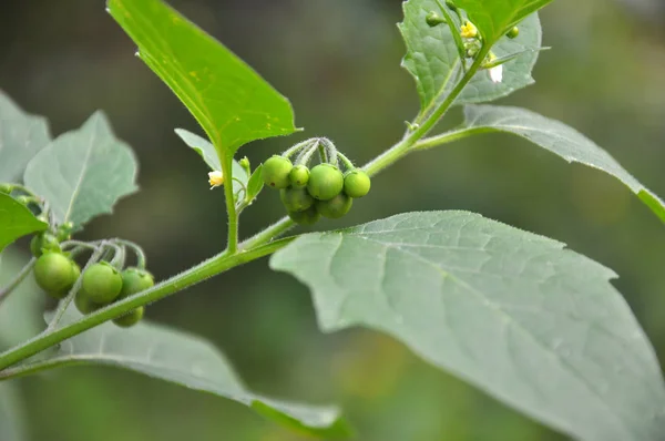 En la naturaleza crece la sombrilla (Solanum nigrum ) — Foto de Stock