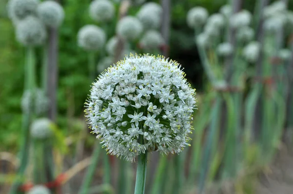 Vegetable onions bloom in the garden — Stok fotoğraf