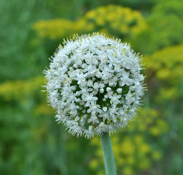 Vegetable onions bloom in the garden — Stok fotoğraf