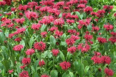 In the garden red flowers in bloom monarda clipart