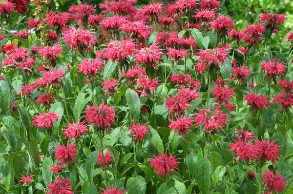 No jardim flores vermelhas em flor monarda — Fotografia de Stock