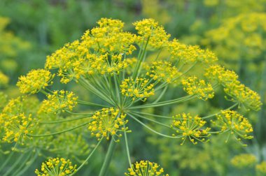 Vegetable dill grows in the garden
