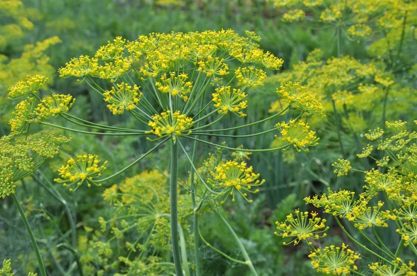 El eneldo vegetal crece en el jardín — Foto de Stock