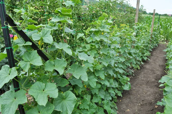 In the garden, cucumbers using the grid as a support — 스톡 사진