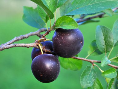 Olgunlaşmış erik meyvelerinin dalında (Prunus cerasifera).