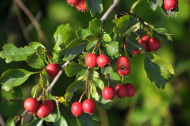 Olgunlaştırılmış alıç çilek
