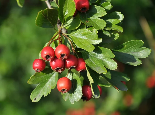 Reife Weißdornbeeren — Stockfoto