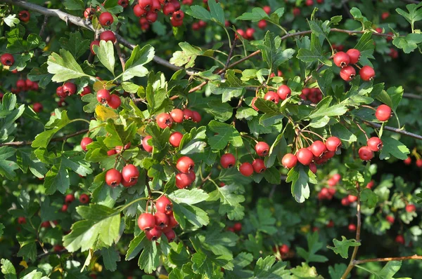 Созревшие ягоды боярышника — стоковое фото