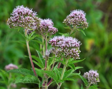 Doğa kenevir tarımında çiçek açar (Eupatorium cannabinum)