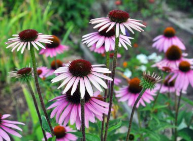 Çiçek doğada Ekinezya purpurea
