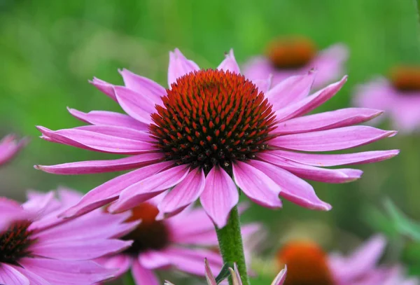 Kwitną w przyrodzie Echinacea purpurea — Zdjęcie stockowe