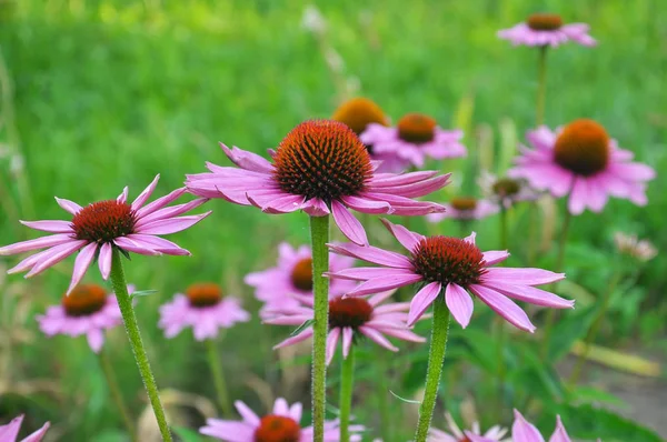 Kwitną w przyrodzie Echinacea purpurea — Zdjęcie stockowe