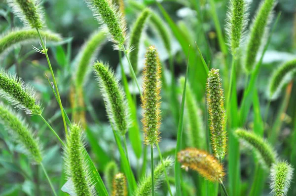 Setaria grows in the field. — Stock Photo, Image