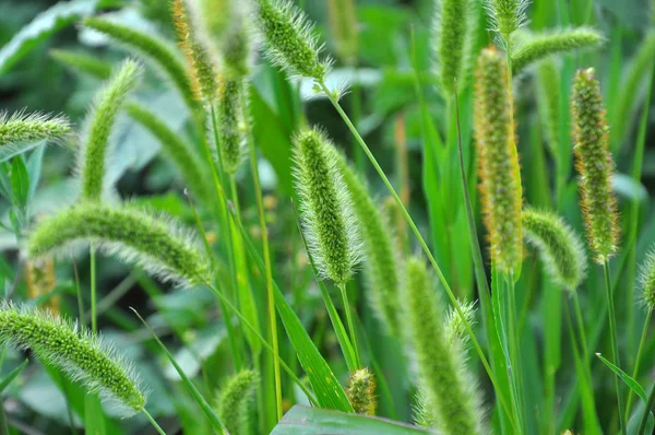 Setaria grows in the field. — Stock Photo, Image