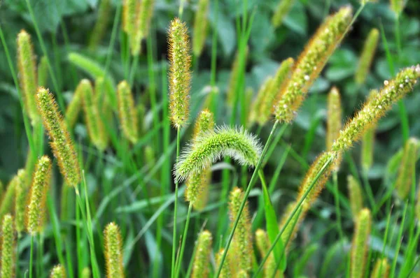 Setaria grows in the field. — Stock Photo, Image