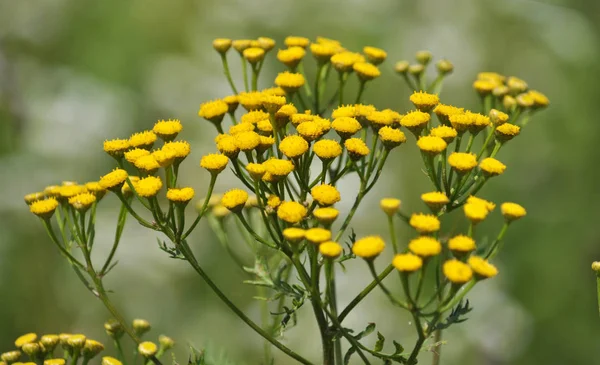 Tanaceto fioriture ordinarie in natura — Foto Stock