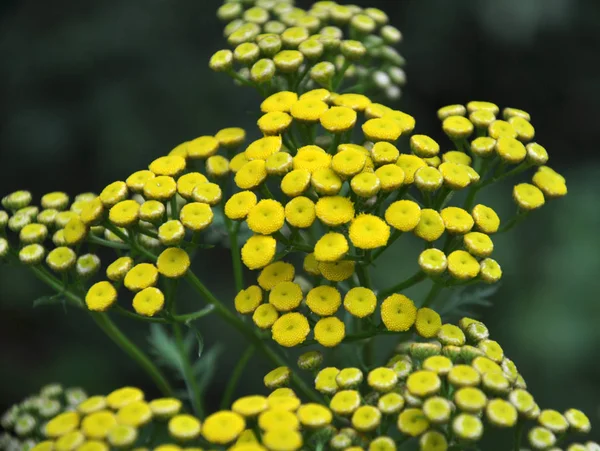 Stiefmütterchen gewöhnliche Blüten in freier Wildbahn — Stockfoto