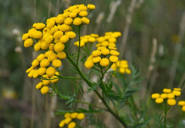 Stiefmütterchen gewöhnliche Blüten in freier Wildbahn — Stockfoto