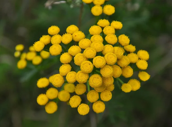 Vahşi doğada tansy sıradan çiçekleri — Stok fotoğraf