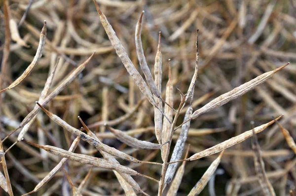 Rape pods ripen on the stems in the field. — Stock Photo, Image