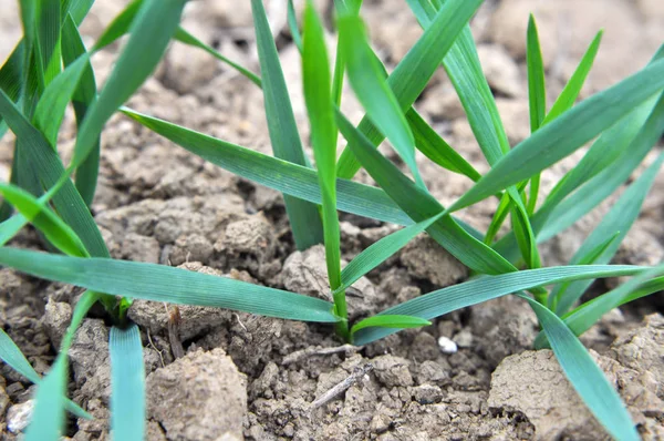 Autumn shoots of winter wheat — Stock Photo, Image