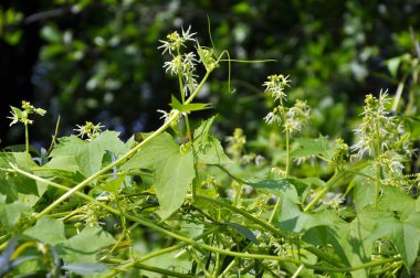 Vahşi doğada ekinosistis lobata büyür.