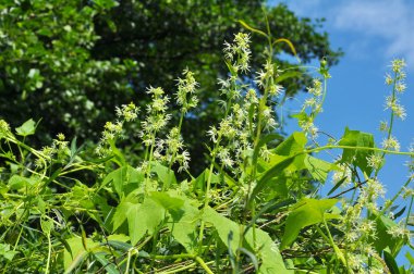 Vahşi doğada ekinosistis lobata büyür.