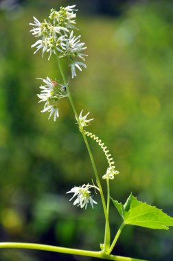Vahşi doğada ekinosistis lobata büyür.