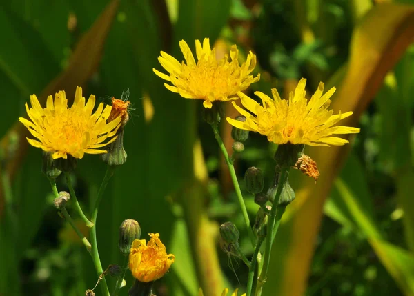 It grows in nature yellow-field thistle (Sonchus arvensis). — Stock Photo, Image