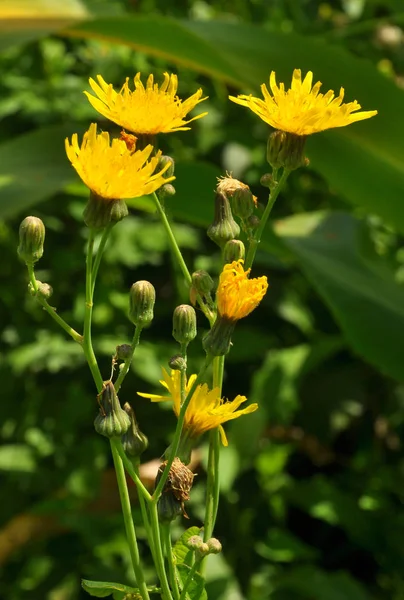 Rośnie w naturze żółte pole ostu (Sonchus arvensis). — Zdjęcie stockowe