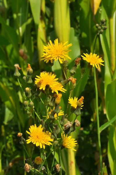 Rośnie w naturze żółte pole ostu (Sonchus arvensis). — Zdjęcie stockowe