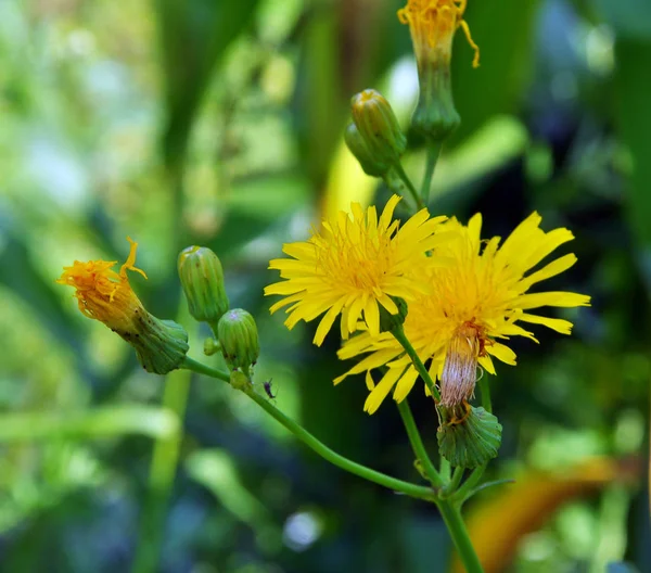 它生长在自然界中的黄田蓟（Sonchus arvensis）). — 图库照片