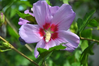 Hibiscus çalısı doğada çiçek açar.