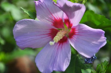 Hibiscus çalısı doğada çiçek açar.