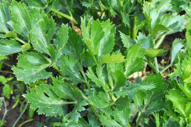 Yeşil kereviz yaprağı