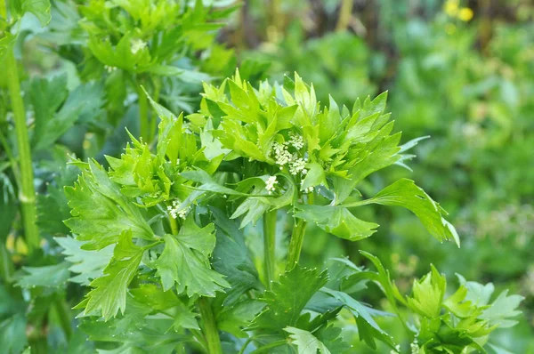 Folhas de aipo verde — Fotografia de Stock