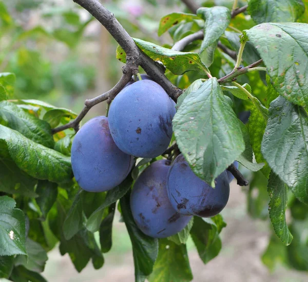Tree branch with ripe plums — 스톡 사진
